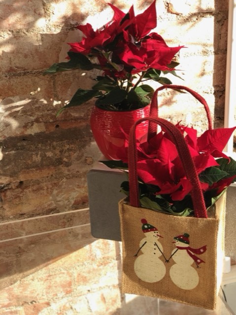 Poinsettia arrangement